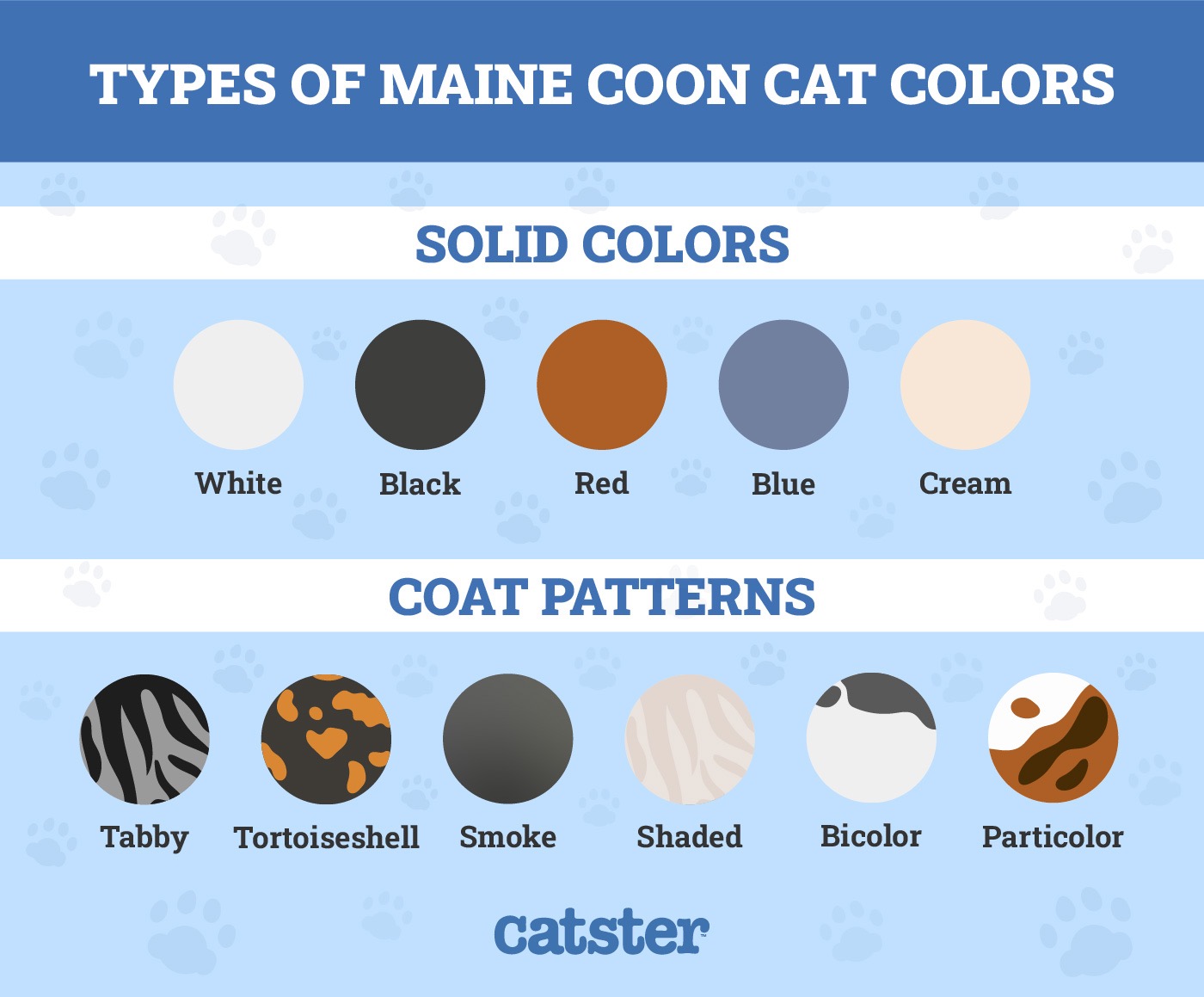 Maine Coon 1